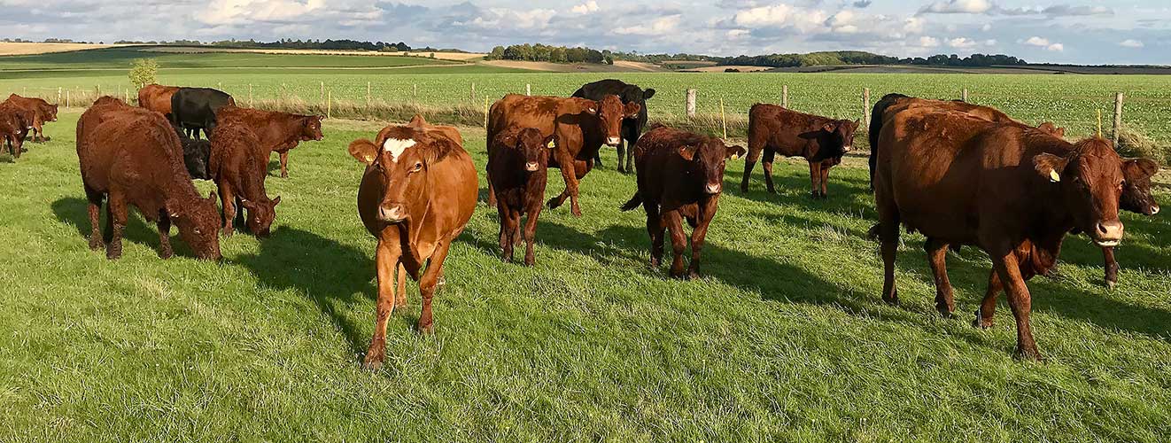 Saler cattle